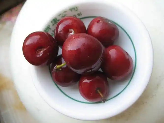 人类补充天然钙的神果欧李