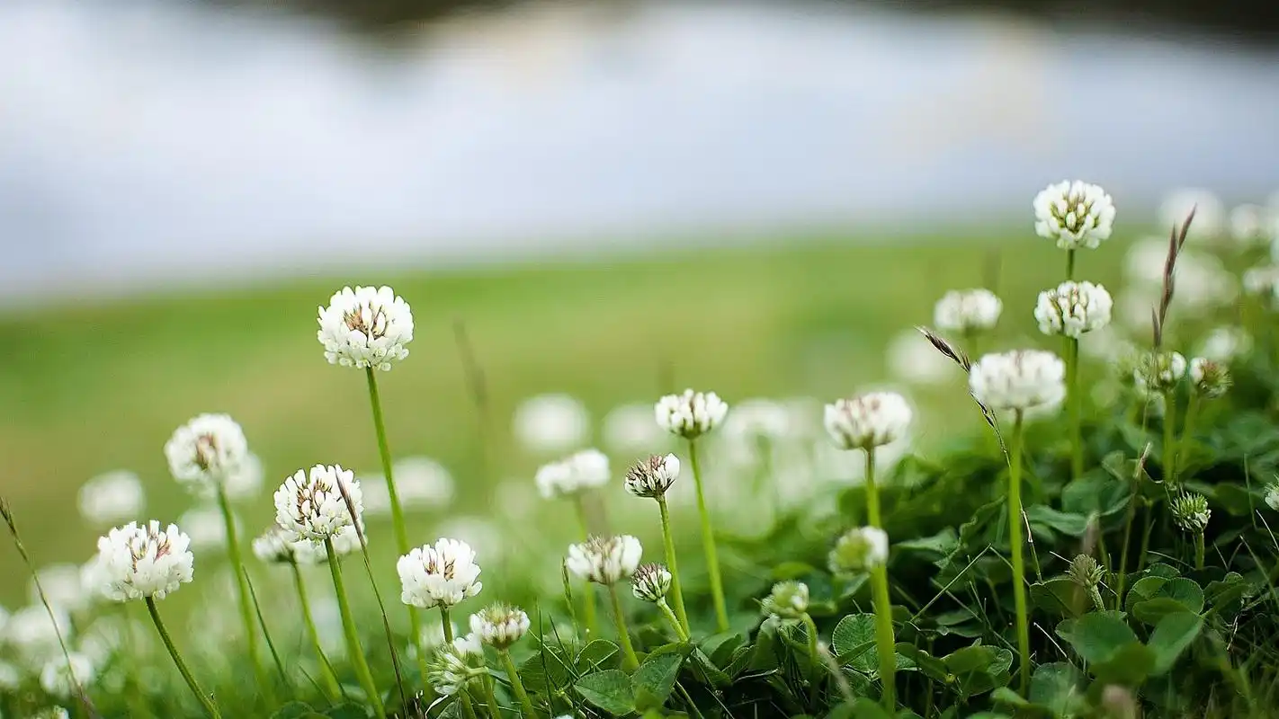 小清新绿色护眼植物高清图片桌面壁纸