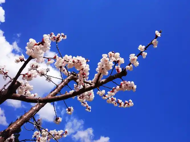 桃杏争春,最精彩的6首桃花诗和6首杏花诗,哪种花之诗更美?