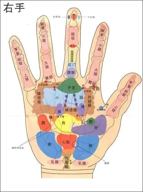 手与五脏六腑