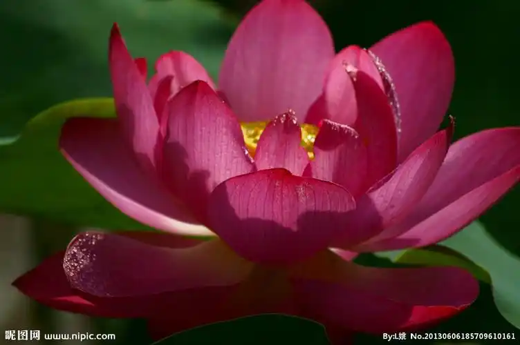 jpg颜色:rgb40共享分举报收藏立即下载关 键 词:荷花 莲花 花朵 纯色