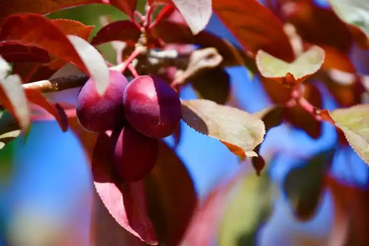 红叶李果子有毒吗(红叶李果子可以吃吗?