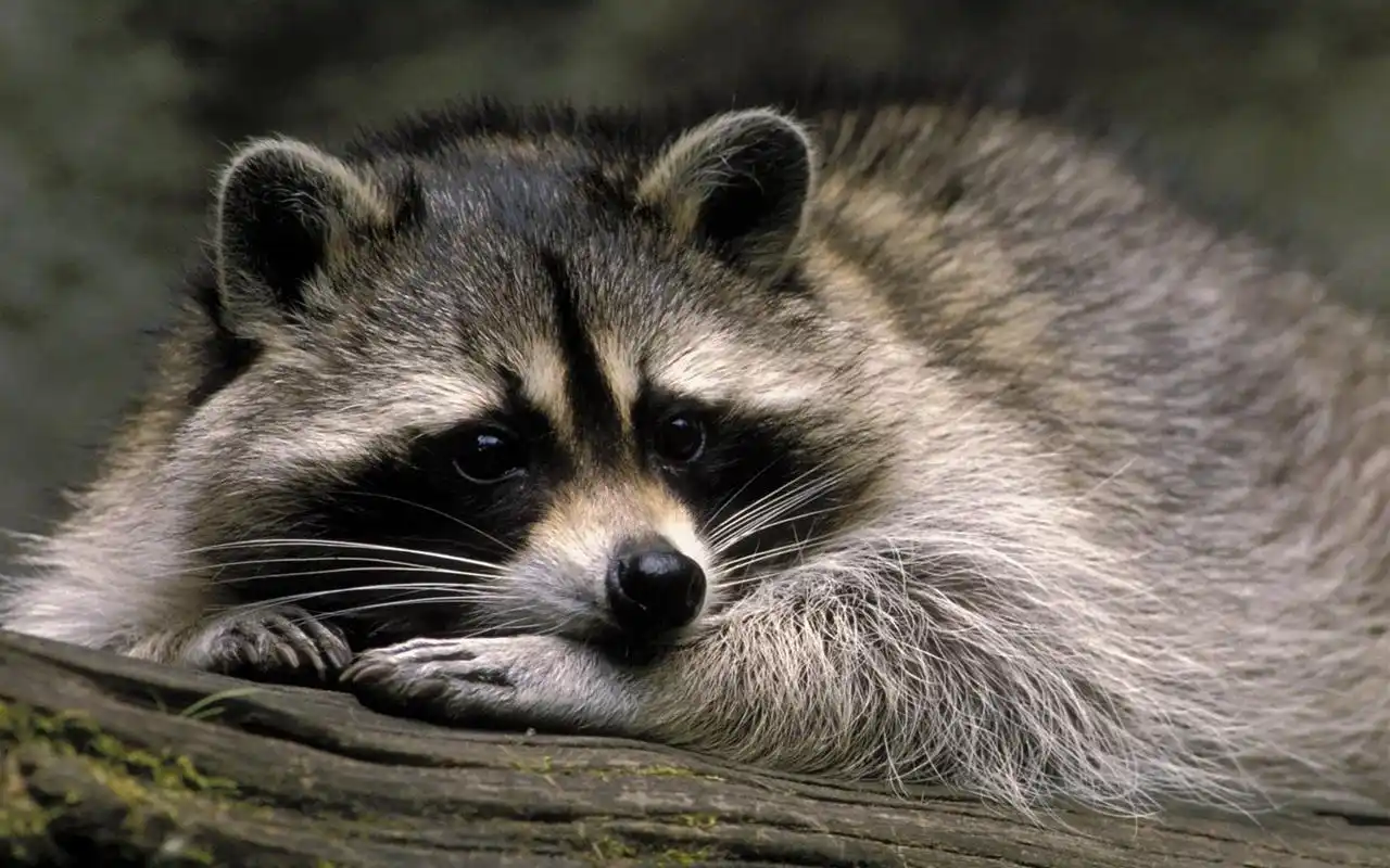 超萌可爱动物高清电脑桌面主题壁纸下载