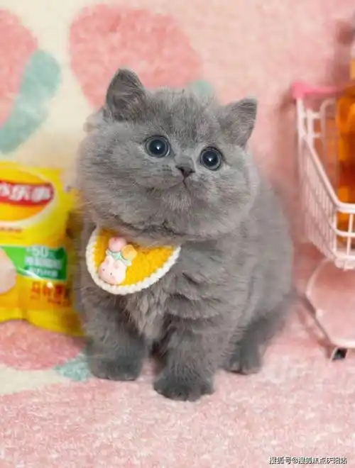 宁波买英短蓝猫首页网站(宁波海曙区)哪里有英短蓝猫卖