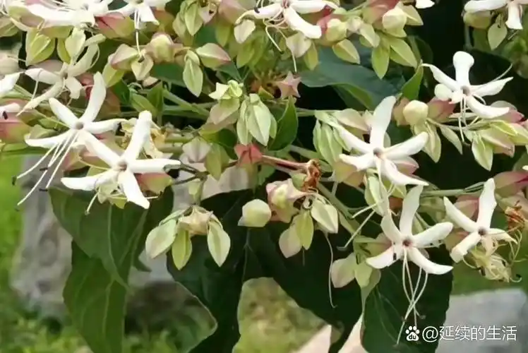 们在山里玩的时候,在一处山坡看到一株野生植物,它开花是白色,就不