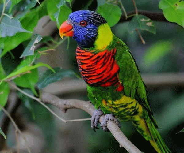 【运城头条】38元=免费看孔雀开屏 鹦鹉学舌 白狐黑熊,免费合影……速