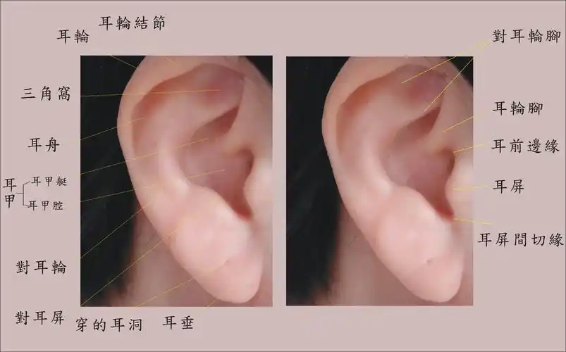 耳朵构造 中文01.jpg
