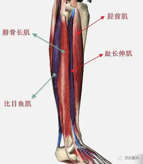 三, 小腿至踝部肌肉