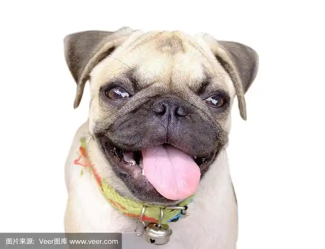 微笑哈巴狗在白色的背景