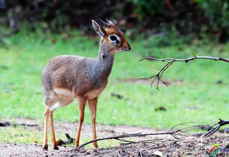 非洲犬羚"个体最小羚羊"