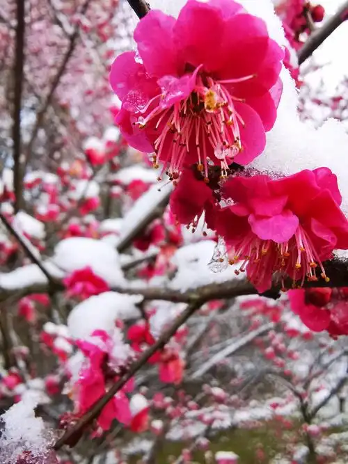 南山边,冬雨中梅花依然开放. 沐雨宫粉似泪人, 垂首蜡梅如追思.
