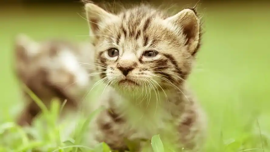 萌宠小猫咪高清电脑桌面壁纸高清大图预览1920x1080_动物壁纸下载_美