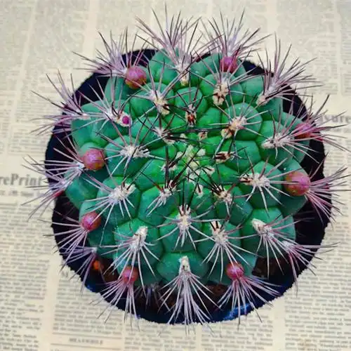 新天地仙人球 开花强刺狂刺仙人球 多肉植物绯花玉玉翁金钱豹包邮_双