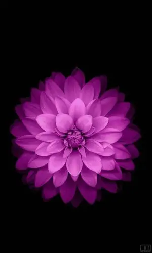 淘宝网上苹果六屏幕上显示的一张紫色图片叫什么就是一朵紫色的花?