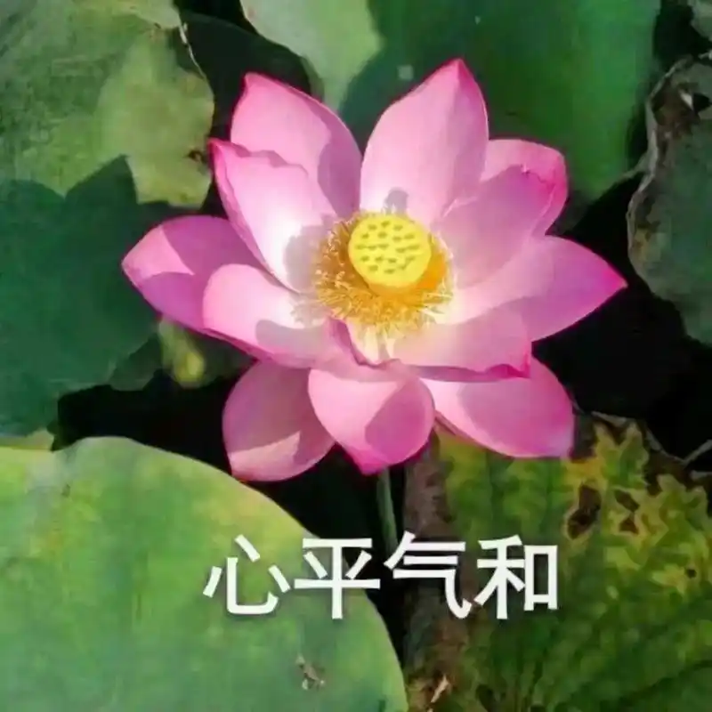 老年人头像 #荷花 #该换头像了 - 抖音