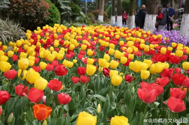 成都花会距今已有千余年历史,今年花展,文化公园不仅有特色花卉展出