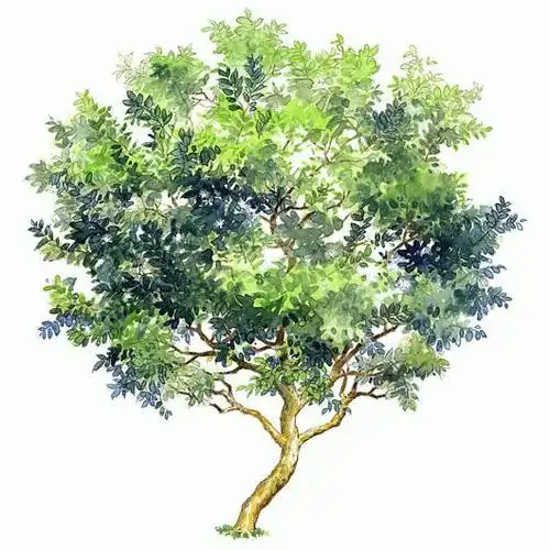 水彩树木手绘素材,临摹学画