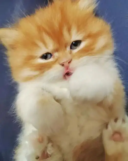 年货小猫咪上桌金橘年糕芝麻汤圆我先馋为敬