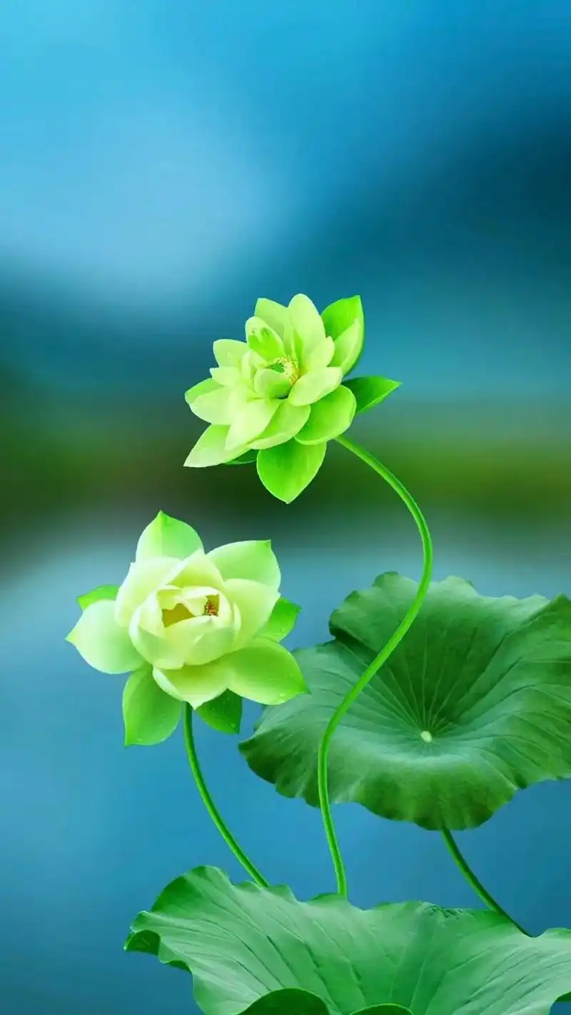 "无人理解你时,坚定执着,有人羡慕时,心如止水."#荷花壁纸 - 抖音