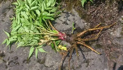 丽江野生当归_野生当归价格_优质野生当归