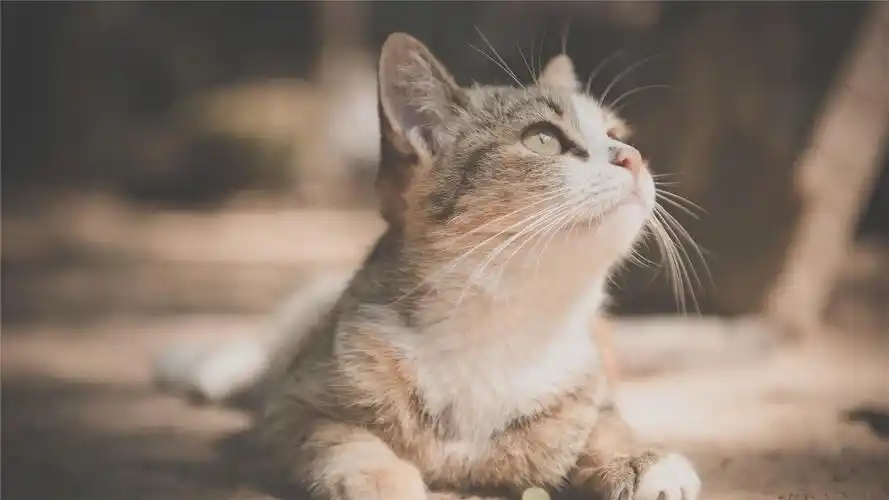 可爱喵星人高清桌面壁纸