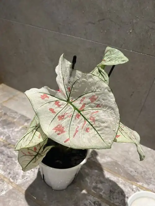 彩叶芋小心红蜘蛛和蚜虫72