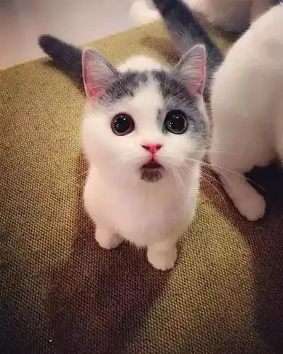 呆萌小奶猫自带懵逼表情实力圈粉无论看到啥都懵