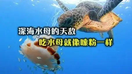 深海水母的天敌,吃水母就像嗦粉一样,其实人类也挺喜欢吃的