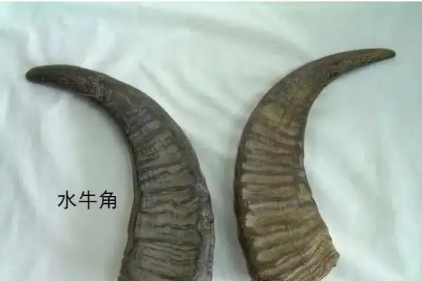 犀牛角和水牛角的功效区别是什么犀牛角和水牛角的功效区别是什么犀牛