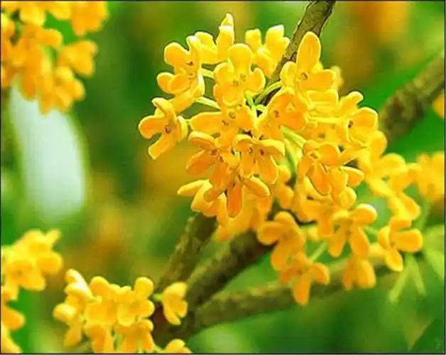 八月桂,指的是肉桂,金桂和银桂的三个品种,此外还有一年四季开花的