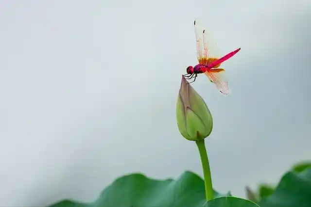 蜻蜓是荷塘的风景荷花是蜻蜓的舞台爱她一往深情一片痴心不改到籽粒