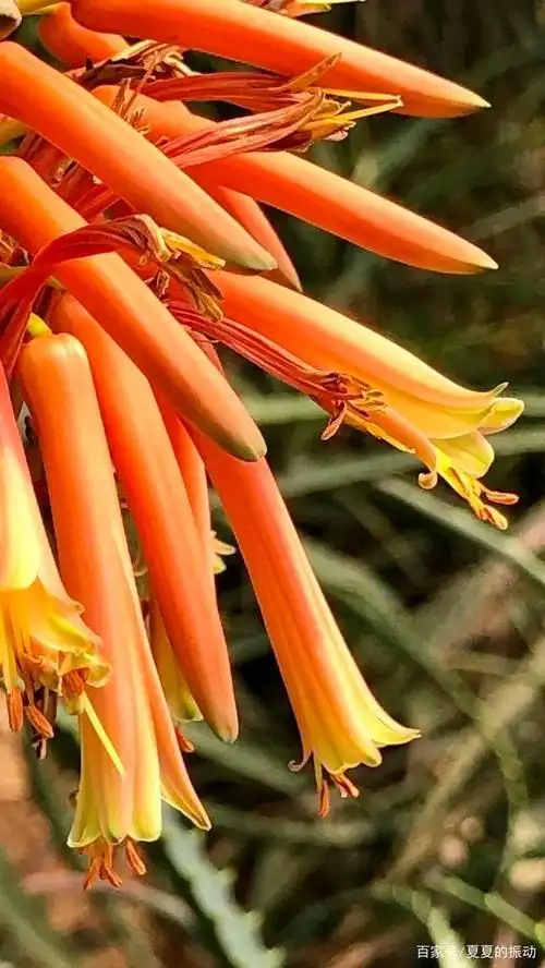 我没见过芦荟开的花,所以最近在温室里看到木立芦荟开花时,不免感