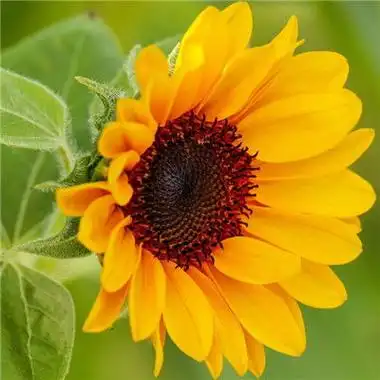 属龙女孩好运微信头像 - 搜狗图片搜索