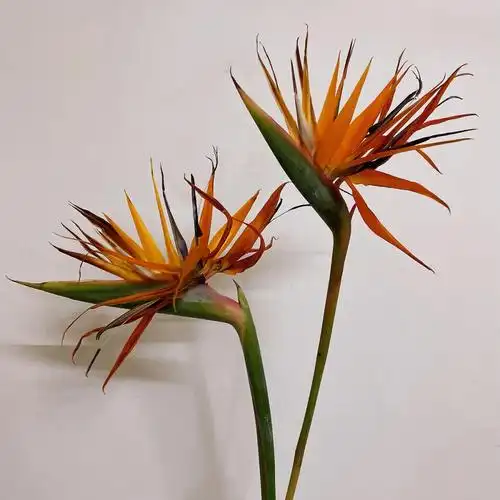 天堂鸟绿植的花语是什么(浅谈天堂鸟寓意和象征)_百科-探索生活