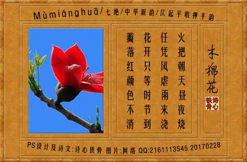 诗心铁骨 木棉花 www.52shici.com 诗词吾爱网