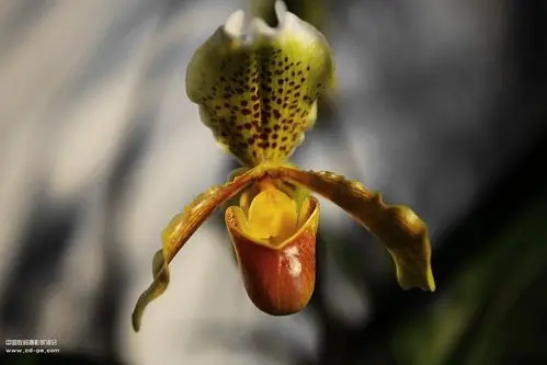 中国地生精品兰花--- 波瓣兜兰