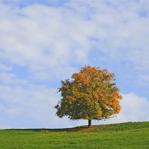 唯美高清自然风景头像真实自然风景一看让人心情愉悦