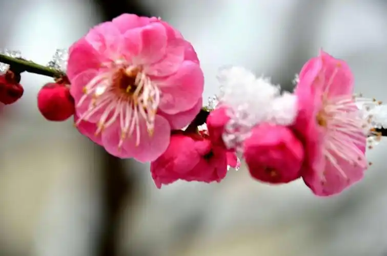 傲立雪中更芬芳