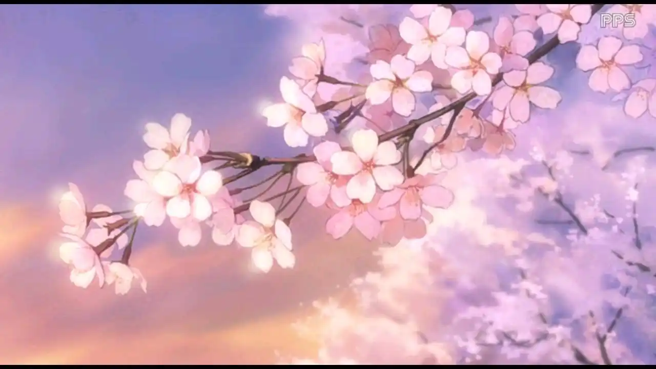 美丽～樱花～好心情