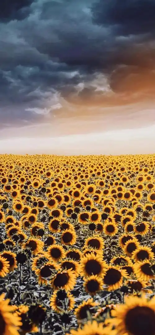 向阳而生,唯美的向日葵壁纸,全屏高清无水印_网易订阅