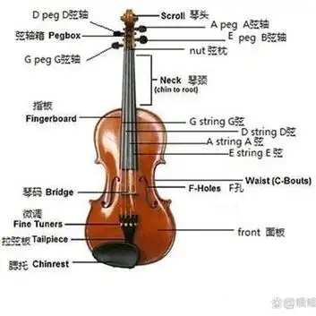 小提琴主要结构名称(中英文对照