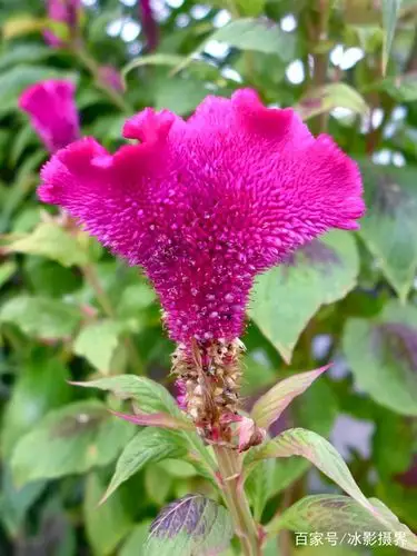 鸡冠花就像雄鸡的鸡冠一样火红美丽