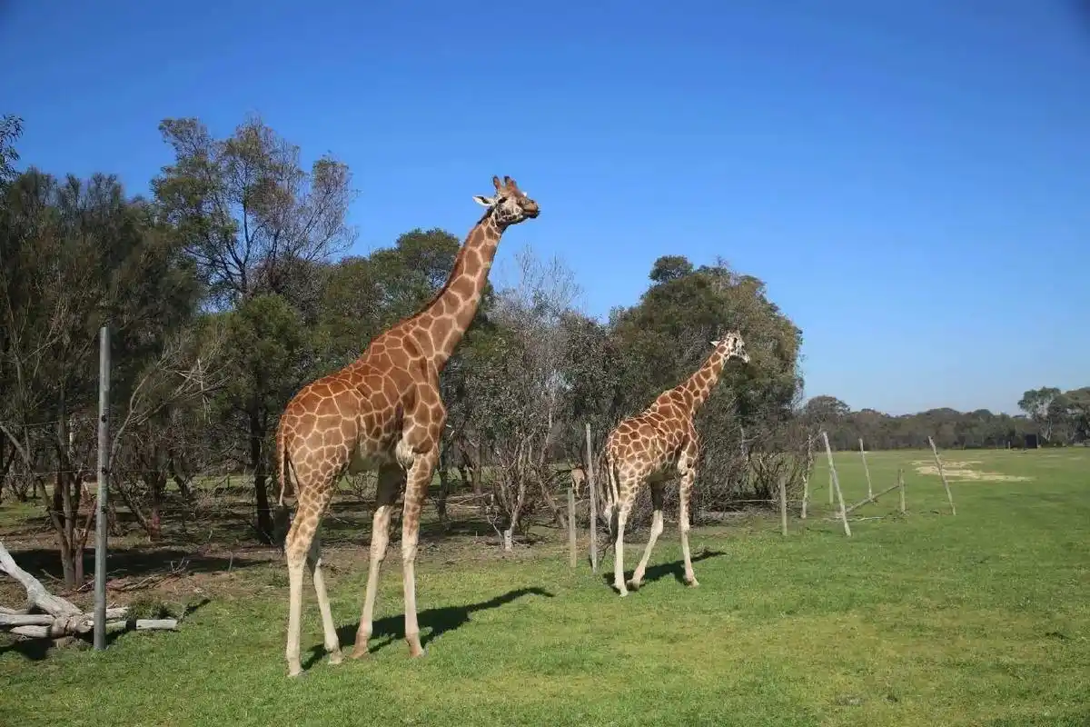 华勒比野生动物园.大河看世界    自驾澳大利亚维多利亚洲, - 抖音