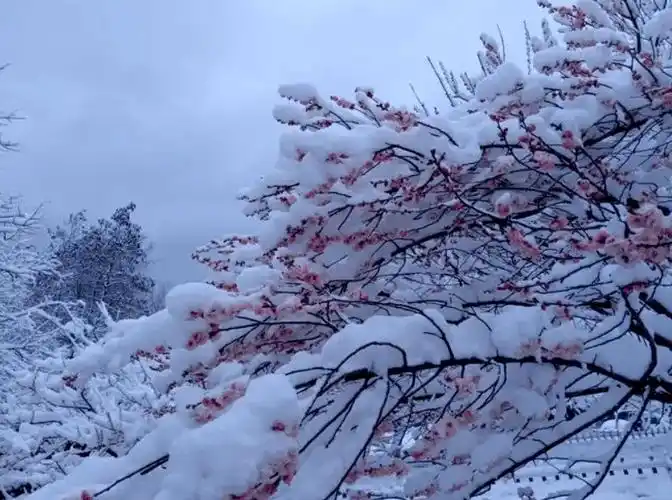 【原创诗词】周嗣远 | 竹翠松苍添岁月,霜欺雪压傲梅花(诗词十五首)