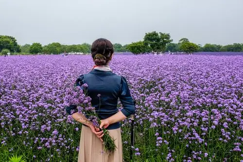 薰衣草花海,诗意,梦幻,令人陶醉.