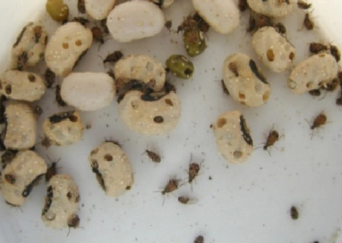 房间到处都是好吓人的 追答 看见虫子就捏死,到处都是虫子还是检查一