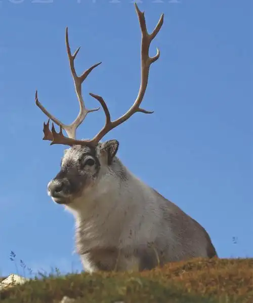在北极斯瓦尔巴群岛与驯鹿面对面