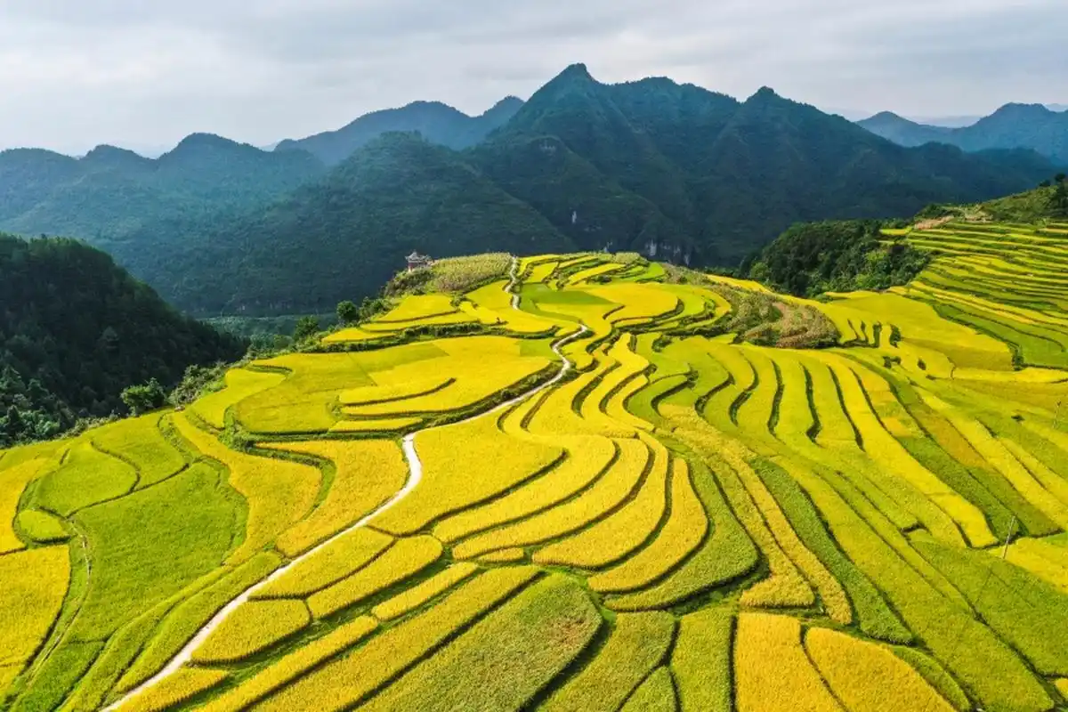 【贵州好"丰"景】近日,贵州省黔南布依族苗族自治州贵定县沿山镇腊利