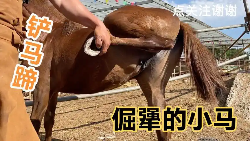 马脾气非常倔犟铲个马蹄把师傅累的够呛,马蹄修好了走着舒服