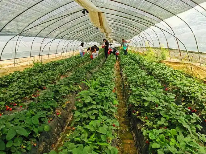 谷雨时节,采摘草莓